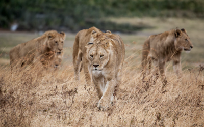 互联网文娱Q1:群体对抗拉开帷幕