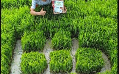 为东南亚造一个“闲鱼”