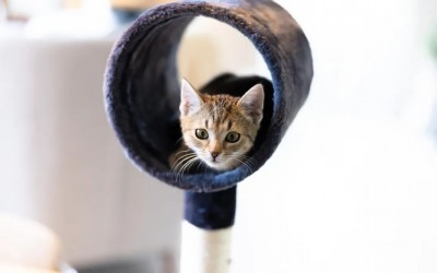 从反哺国内到品牌出海,宠物赛道出海热起来了