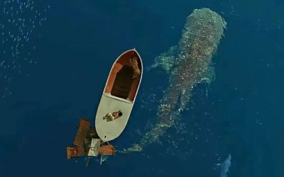 37家广州厂商出海,谁在悄悄崛起?