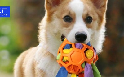 跨界者来了,宠物用品出海又添新战事!